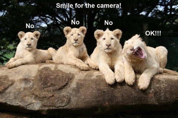 Funny Wild Animal Pictures
