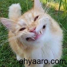 Funny Cats Pic
