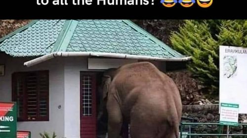 Download Funny Animal Pics - Elephant Funny Pic