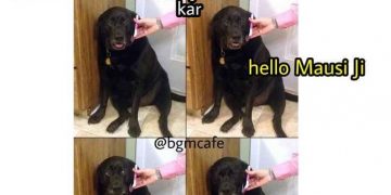 funny dog memes